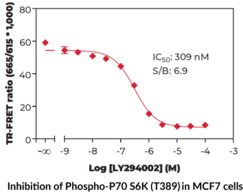 THUNDER™ Phospho-p70 S6K (T389) TR-FRET Cell Signaling Assay Kit