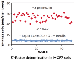 THUNDER™ Phospho-p70 S6K (T389) TR-FRET Cell Signaling Assay Kit