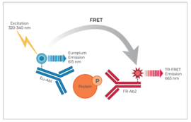 THUNDER™ Phospho-p70 S6K (T389) TR-FRET Cell Signaling Assay Kit