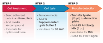THUNDER™ Phospho-p70 S6K (T389) TR-FRET Cell Signaling Assay Kit