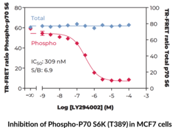 THUNDER™ Total p70 S6K TR-FRET Cell Signaling Assay Kit