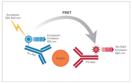 THUNDER™ Total p70 S6K TR-FRET Cell Signaling Assay Kit
