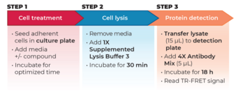 THUNDER™ Total p70 S6K TR-FRET Cell Signaling Assay Kit