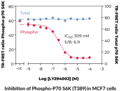 THUNDER™ Phospho-p70 S6K (T389) + Total p70 S6K TR-FRET Cell Signaling Assay Kit