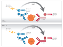 THUNDER™ Phospho-p70 S6K (T389) + Total p70 S6K TR-FRET Cell Signaling Assay Kit