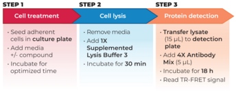 THUNDER™ Phospho-p70 S6K (T389) + Total p70 S6K TR-FRET Cell Signaling Assay Kit