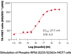 THUNDER™ Phospho-RPS6 (S235/S236) TR-FRET Cell Signaling Assay Kit (Phosphoprotein NP33, 40S Ribosomal Protein S6, rpS6, Small Ribosomal Subunit Protein eS6)