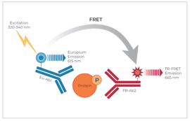 THUNDER™ Phospho-RPS6 (S235/S236) TR-FRET Cell Signaling Assay Kit