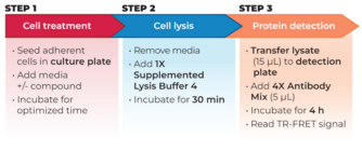 THUNDER™ Phospho-RPS6 (S235/S236) TR-FRET Cell Signaling Assay Kit