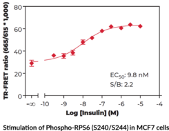 THUNDER™ Phospho-RPS6 (S240/S244) TR-FRET Cell Signaling Assay Kit (Phosphoprotein NP33, 40S Ribosomal Protein S6, rpS6, Small Ribosomal Subunit Protein eS6)