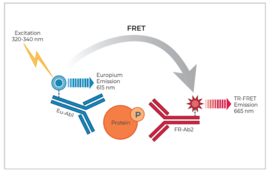 THUNDER™ Phospho-RPS6 (S240/S244) TR-FRET Cell Signaling Assay Kit