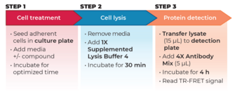 THUNDER™ Phospho-RPS6 (S240/S244) TR-FRET Cell Signaling Assay Kit