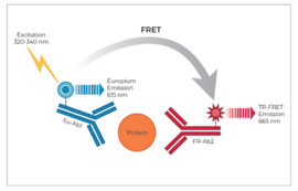 THUNDER™ Total RPS6 TR-FRET Cell Signaling Assay Kit