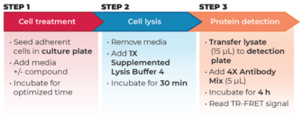 THUNDER™ Total RPS6 TR-FRET Cell Signaling Assay Kit