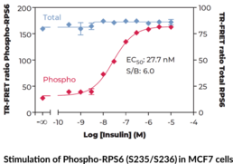 THUNDER™ Phospho-RPS6 (S235/S236) + Total RPS6 TR-FRET Cell Signaling Assay Kit (Phosphoprotein NP33, 40S Ribosomal Protein S6, rpS6, Small Ribosomal Subunit Protein eS6)