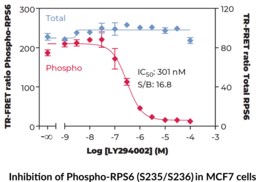 THUNDER™ Phospho-RPS6 (S235/S236) + Total RPS6 TR-FRET Cell Signaling Assay Kit