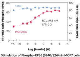 THUNDER™Phospho-RPS6 (S240/S244) + Total RPS6 TR-FRET Cell Signaling Assay Kit (Phosphoprotein NP33, 40S Ribosomal Protein S6, rpS6, Small Ribosomal Subunit Protein eS6)