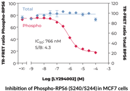 THUNDER™Phospho-RPS6 (S240/S244) + Total RPS6 TR-FRET Cell Signaling Assay Kit