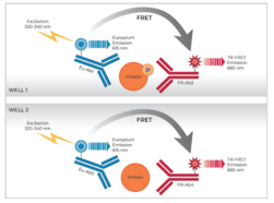THUNDER™Phospho-RPS6 (S240/S244) + Total RPS6 TR-FRET Cell Signaling Assay Kit