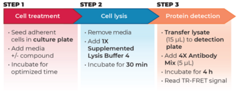 THUNDER™Phospho-RPS6 (S240/S244) + Total RPS6 TR-FRET Cell Signaling Assay Kit