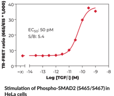 THUNDER™ Phospho-SMAD2 (S465/S467) TR-FRET Cell Signaling Assay Kit (JV18, MADR8, Mad-related Protein 2, Mothers Against Decapentaplegic Homolog 2, SMAD Family Member 2)