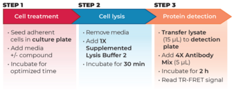 THUNDER™ Phospho-SMAD2 (S465/S467) TR-FRET Cell Signaling Assay Kit