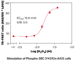 THUNDER™ Phospho-SRC (Y419) TR-FRET Cell Signaling Assay Kit (Proto-oncogene Tyrosine-protein Kinase Src, Proto-oncogene c-Src, pp60c-src, p60-Src, c-SRC)
