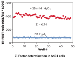 THUNDER™ Phospho-SRC (Y419) TR-FRET Cell Signaling Assay Kit
