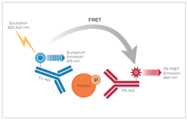 THUNDER™ Phospho-SRC (Y419) TR-FRET Cell Signaling Assay Kit