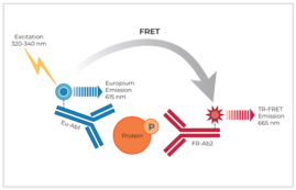 THUNDER™ Phospho-STAT1 (Y701) TR-FRET Cell Signaling Assay Kit