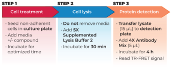 THUNDER™ Phospho-STAT1 (Y701) TR-FRET Cell Signaling Assay Kit