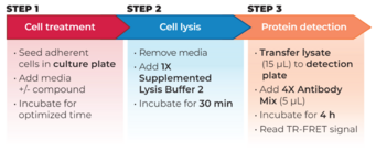 THUNDER™ Phospho-STAT6 (Y641) TR-FRET Cell Signaling Assay Kit