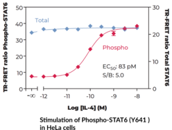 THUNDER™ Total STAT6 TR-FRET Cell Signaling Assay Kit (Signal Transducer and Activator of Transcription 6)