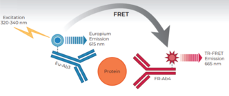 THUNDER™ Phospho-STAT6 (Y641) + Total STAT6 TR-FRET Cell Signaling Assay Kit