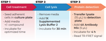 THUNDER™ Phospho-STAT6 (Y641) + Total STAT6 TR-FRET Cell Signaling Assay Kit