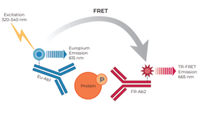 THUNDER™ Phospho-TBK1 (S172) TR-FRET Cell Signaling Assay Kit