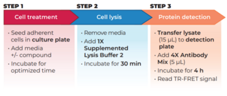 THUNDER™ Phospho-TBK1 (S172) TR-FRET Cell Signaling Assay Kit