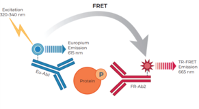 THUNDER™ Extreme Phospho-ERK1/2 (T202/Y204) TR-FRET Cell Signaling Assay Kit