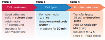THUNDER™ Extreme Phospho-ERK1/2 (T202/Y204) TR-FRET Cell Signaling Assay Kit