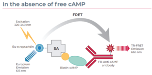 THUNDER™ cAMP TR-FRET Assay Kit