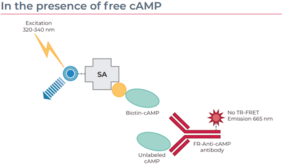 THUNDER™ cAMP TR-FRET Assay Kit