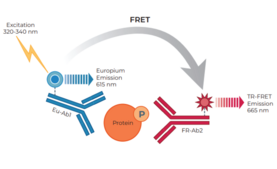 THUNDER™ Phospho-STAT4 (Y693) TR-FRET Cell Signaling Assay Kit