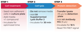THUNDER™ Phospho-STAT4 (Y693) TR-FRET Cell Signaling Assay Kit