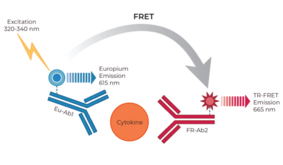THUNDER™ Human IL-12 p70 TR-FRET Biomarker Assay Kit