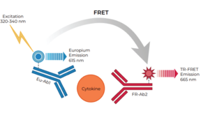 THUNDER™ Human CCL4/MIP-1β TR-FRET Biomarker Assay Kit