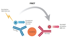 THUNDER™ Mouse IFNβ TR-FRET Biomarker Assay Kit