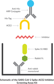 SARS-CoV-2 Spike-ACE2 Interaction Inhibitor Screening Assay Kit (Severe Acute Respiratory Syndrome Coronavirus 2 Spike-ACE2 Interaction Inhibitor Screening)