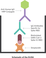 Anti-SARS-CoV-2 Spike Glycoprotein RBD IgG (human) ELISA Kit (Anti-Severe Acute Respiratory Syndrome Coronavirus 2 Spike Glycoprotein Receptor Binding Domain IgG)