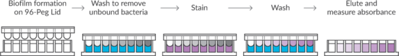 Biofilm Formation and Staining Kit