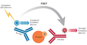 THUNDER™ High Performance Phospho-STAT3 (Y705) TR-FRET Cell Signaling Assay Kit